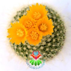 Kaktüs, Notocactus Schumannianus 5,5 cm Saksıda Şuan Kendi Çiçekli-1. Sınıf Saksı Dolusu