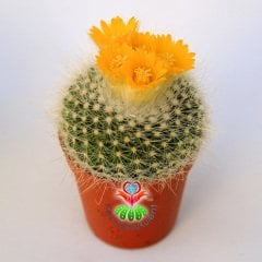 Kaktüs, Notocactus Schumannianus 5,5 cm Saksıda Şuan Kendi Çiçekli-1. Sınıf Saksı Dolusu