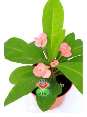 Sukulent,Euphorbia Milii Pembe Renk 8 cm Saksıda