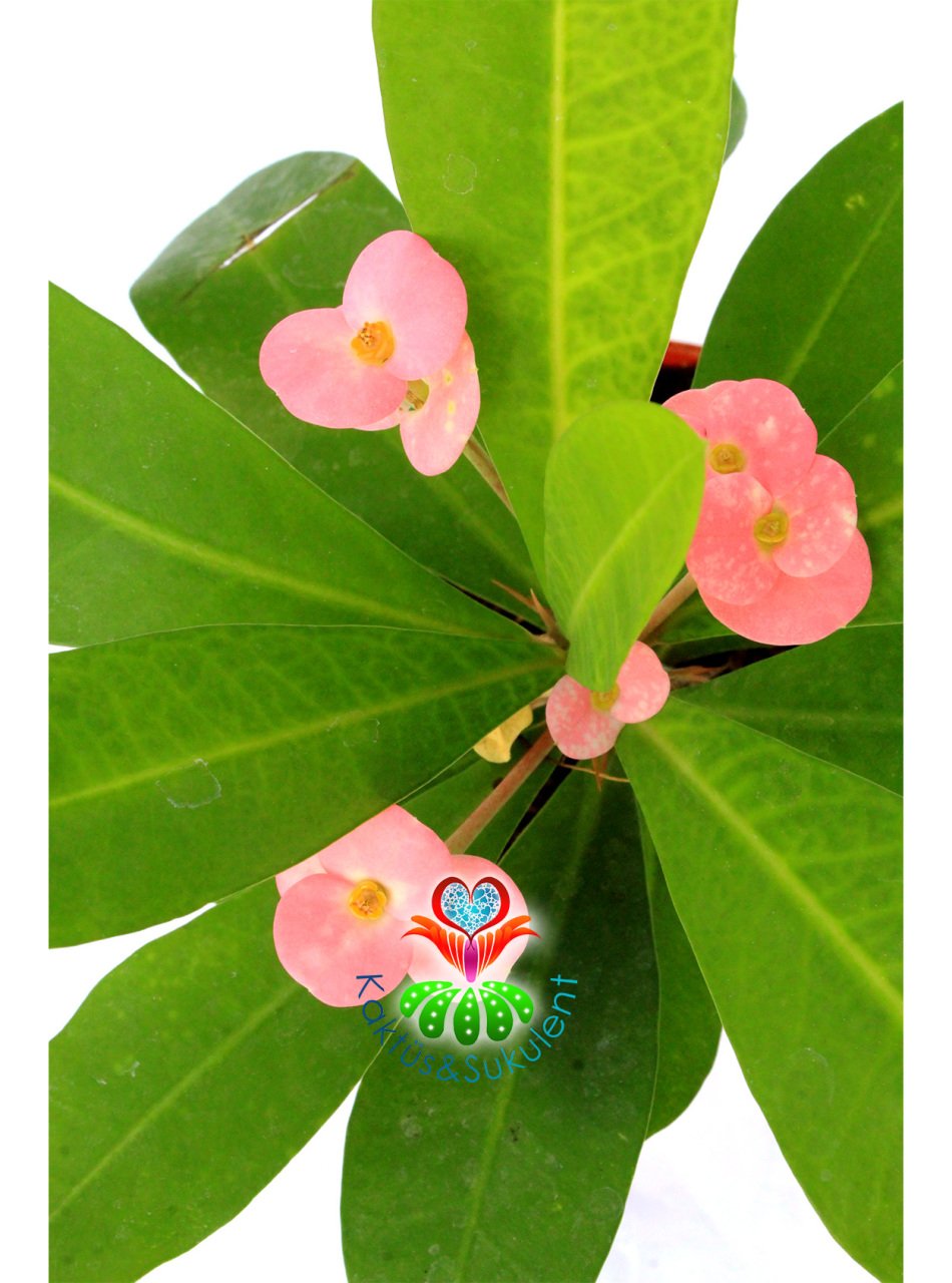 Sukulent,Euphorbia Milii Pembe Renk 8 cm Saksıda