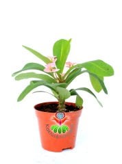 Sukulent,Euphorbia Milii Pembe Renk 8 cm Saksıda