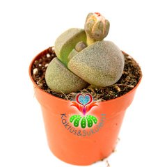 Büyük Boy Pleiospilos Nelii-Turuncu Renk Çiçek Açar-8,5 cm Saksıda Mükemmel Bölünmüş Taş Görünümlü Lithops,Mesemb