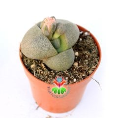 Büyük Boy Pleiospilos Nelii-Turuncu Renk Çiçek Açar-8,5 cm Saksıda Mükemmel Bölünmüş Taş Görünümlü Lithops,Mesemb