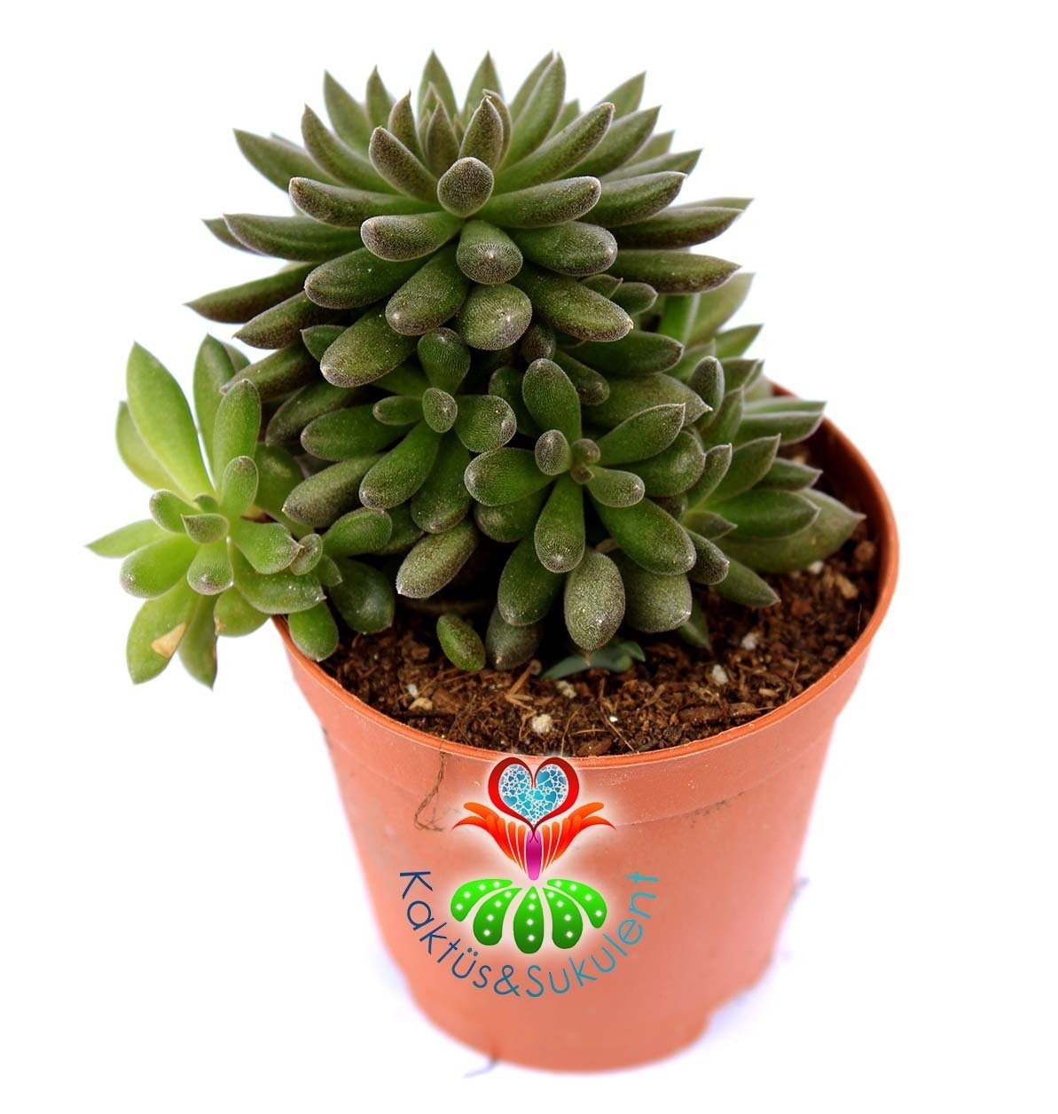 Sinocrassula Yunnanensis Çok Nadir Sukkulent-Mükemmel Renk-5,5 cm saksıda-Teraryum, Kaktüs