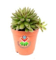 Sinocrassula Yunnanensis Çok Nadir Sukkulent-Mükemmel Renk-5,5 cm saksıda-Teraryum, Kaktüs