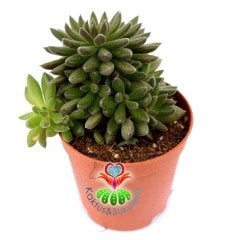 Sinocrassula Yunnanensis Çok Nadir Sukkulent-Mükemmel Renk-5,5 cm saksıda-Teraryum, Kaktüs