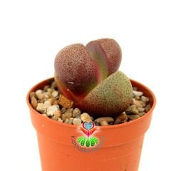 Doğal Mor Renk Lithops Pleiospilos Nelii Royal Flush-Mor Renk Çiçek Açar-5,5 cm Saksıda