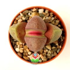 Doğal Mor Renk Lithops Pleiospilos Nelii Royal Flush-Mor Renk Çiçek Açar-5,5 cm Saksıda
