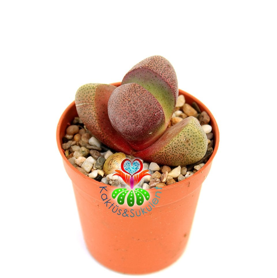 Doğal Mor Renk Lithops Pleiospilos Nelii Royal Flush-Mor Renk Çiçek Açar-5,5 cm Saksıda