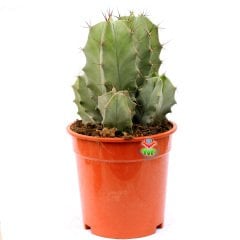 Stenocereus (Lemaireocereus) Pruinosus -Dev Boy Kaktüs-17 cm Saksıda Çok Adet