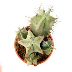 Stenocereus (Lemaireocereus) Pruinosus -Dev Boy Kaktüs-17 cm Saksıda Çok Adet