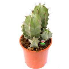 Stenocereus (Lemaireocereus) Pruinosus -Dev Boy Kaktüs-17 cm Saksıda Çok Adet