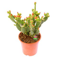 Opuntia Ovata- Çiçeği ve Meyvesi Üzerinde Dev Boy Kaktüs-17 cm Saksıda