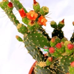 Opuntia Ovata- Çiçeği ve Meyvesi Üzerinde Dev Boy Kaktüs-17 cm Saksıda