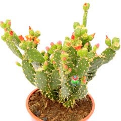Opuntia Ovata- Çiçeği ve Meyvesi Üzerinde Dev Boy Kaktüs-17 cm Saksıda