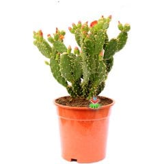 Opuntia Ovata- Çiçeği ve Meyvesi Üzerinde Dev Boy Kaktüs-17 cm Saksıda