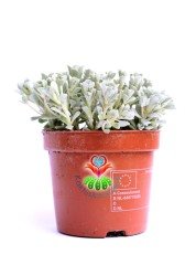 Sedum Spathulifolium Purpureum Mükemmel Renk Tonlarında Mini Çiçek Yapraklı-8,5 cm Saksıda Soğuğa ve Susuzluğa Dayanıklı Tür