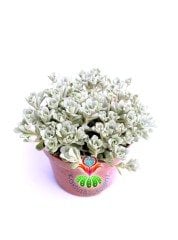 Sedum Spathulifolium Purpureum Mükemmel Renk Tonlarında Mini Çiçek Yapraklı-8,5 cm Saksıda Soğuğa ve Susuzluğa Dayanıklı Tür