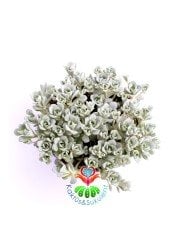 Sedum Spathulifolium Purpureum Mükemmel Renk Tonlarında Mini Çiçek Yapraklı-8,5 cm Saksıda Soğuğa ve Susuzluğa Dayanıklı Tür