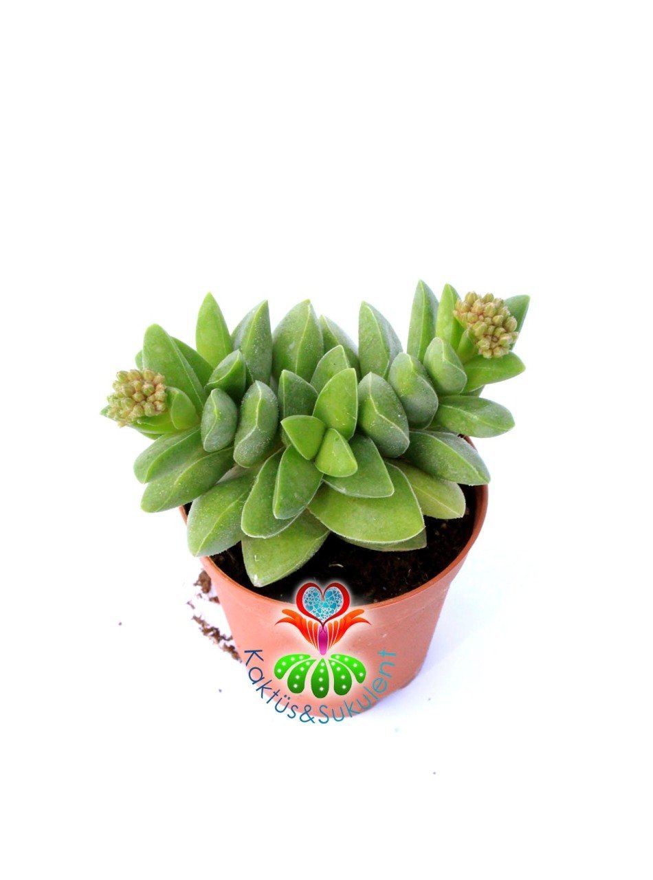 Sukulent-Crassula Springtime-Bahar Zamanı-Çarpı Şeklinde Simetrik 5,5 cm saksı