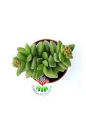 Sukulent-Crassula Springtime-Bahar Zamanı-Çarpı Şeklinde Simetrik 5,5 cm saksı