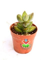 Sukulent,Crassula 'Moonglow' Sıradışı Formlu Nadir Sukulent 5,5 cm Saksıda-Teraryum,Kaktüs,Succulent