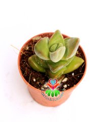 Sukulent,Crassula 'Moonglow' Sıradışı Formlu Nadir Sukulent 5,5 cm Saksıda-Teraryum,Kaktüs,Succulent