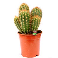 Pilosocereus Flexibilispinus-Dev Boy Kaktüs-17 cm Saksıda Çok Adet