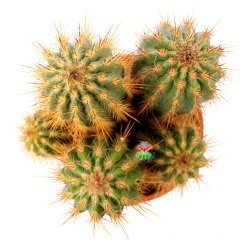 Pilosocereus Flexibilispinus-Dev Boy Kaktüs-17 cm Saksıda Çok Adet