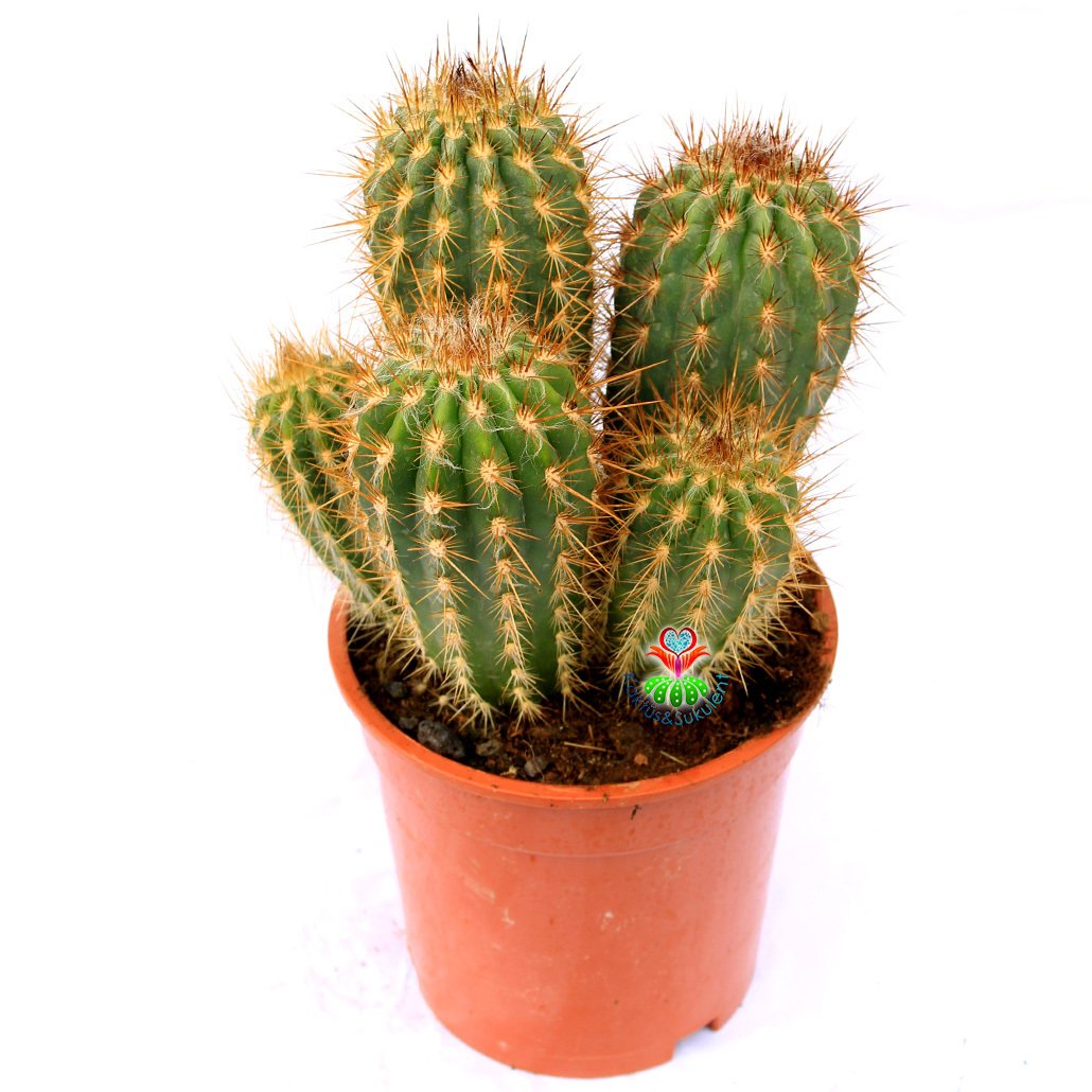 Pilosocereus Flexibilispinus-Dev Boy Kaktüs-17 cm Saksıda Çok Adet