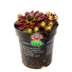 Sempervivum Rode Spin Bordo Renk Yapraklı- Yavrulu 8,5 cm Saksıda Soğuğa ve Susuzluğa Dayanıklı Tür-8,5 cm Saksıda
