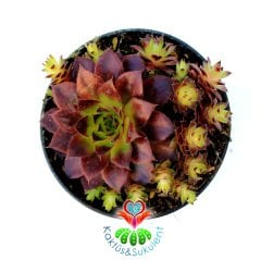 Sempervivum Rode Spin Bordo Renk Yapraklı- Yavrulu 8,5 cm Saksıda Soğuğa ve Susuzluğa Dayanıklı Tür-8,5 cm Saksıda