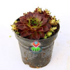 Sempervivum Rode Spin Bordo Renk Yapraklı- Yavrulu 8,5 cm Saksıda Soğuğa ve Susuzluğa Dayanıklı Tür-8,5 cm Saksıda