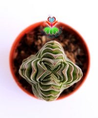 Sukulent, Crassula Buddha's Temple Nadir Tür - 5,5 cm saksıda -Teraryum, Mini Bahçe, Kaktüs