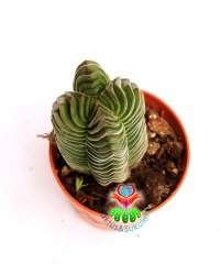 Sukulent, Crassula Buddha's Temple Nadir Tür - 5,5 cm saksıda -Teraryum, Mini Bahçe, Kaktüs