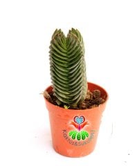 Sukulent, Crassula Buddha's Temple Nadir Tür - 5,5 cm saksıda -Teraryum, Mini Bahçe, Kaktüs