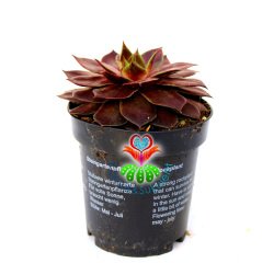 Sempervivum 'Red Beauty' Bordo Renk Yapraklı 8,5 cm Saksıda İthal Soğuğa ve Susuzluğa Dayanıklı Tür-8,5 cm Saksıda