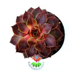 Sempervivum 'Red Beauty' Bordo Renk Yapraklı 8,5 cm Saksıda İthal Soğuğa ve Susuzluğa Dayanıklı Tür-8,5 cm Saksıda