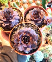 Sempervivum 'Red Beauty' Bordo Renk Yapraklı 8,5 cm Saksıda İthal Soğuğa ve Susuzluğa Dayanıklı Tür-8,5 cm Saksıda