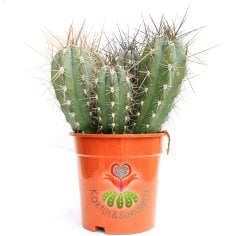 Kaktüs,Stetsonia Coryne-DEV BOY-Saksı Dolusu - 20+cm Bitki Uzunluğu-17 cm Saksıda -Cactus,Sukulent