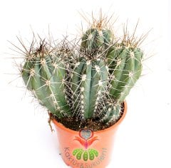 Kaktüs,Stetsonia Coryne-DEV BOY-Saksı Dolusu - 20+cm Bitki Uzunluğu-17 cm Saksıda -Cactus,Sukulent