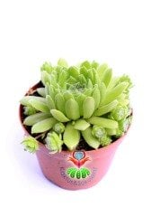 Sempervivum 'Green Wheel' Yeşil Renk Yapraklı- Yavrulu 8,5 cm Saksıda Soğuğa ve Susuzluğa Dayanıklı Tür-8,5 cm Saksıda