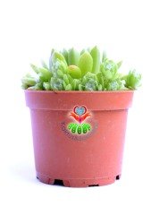 Sempervivum 'Green Wheel' Yeşil Renk Yapraklı- Yavrulu 8,5 cm Saksıda Soğuğa ve Susuzluğa Dayanıklı Tür-8,5 cm Saksıda
