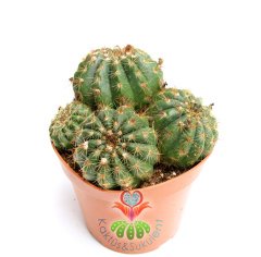 Kaktüs,Notocactus Uebelmannianus-Mor Renk Çiçek Açar-Büyük Boy-12 cm saksıda-Teraryum, Sukulent
