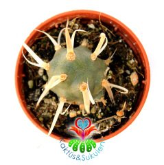 Tephrocactus ( Opuntia) Papyracantus Sıradışı Kağıt Gibi Dikenli 5,5 cm Saksıda Lob Lob Büyüyen Tür-İthal 1. Sınıf