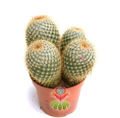 Kaktüs,Mammillaria Muehlenpfordtii - Fuşya Renk Çiçek Açar-12 cm Saksılı -Teraryum,Sukulent