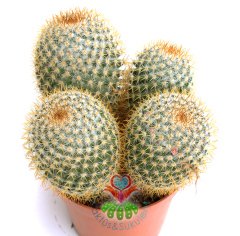 Kaktüs,Mammillaria Muehlenpfordtii - Fuşya Renk Çiçek Açar-12 cm Saksılı -Teraryum,Sukulent