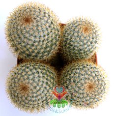 Kaktüs,Mammillaria Muehlenpfordtii - Fuşya Renk Çiçek Açar-12 cm Saksılı -Teraryum,Sukulent