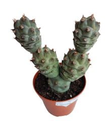 Tephrocactus Articulatus -8 cm Saksıda Beyaz Renk Çiçek Açar- Sıradışı