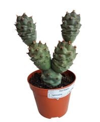 Tephrocactus Articulatus -8 cm Saksıda Beyaz Renk Çiçek Açar- Sıradışı